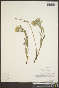 Lithospermum canescens image