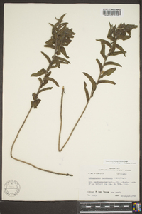 Lithospermum caroliniense image