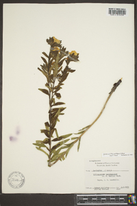 Lithospermum caroliniense image