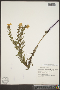 Lithospermum caroliniense image