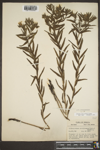 Lithospermum caroliniense image