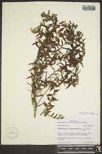 Lithospermum caroliniense image