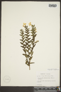 Lithospermum caroliniense image