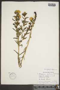 Lithospermum caroliniense image