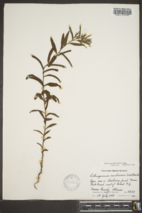 Lithospermum caroliniense image