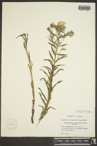 Lithospermum caroliniense image