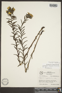 Lithospermum caroliniense image