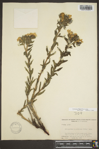 Lithospermum caroliniense image