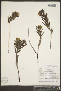 Lithospermum caroliniense image