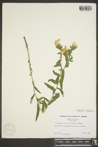 Lithospermum caroliniense image