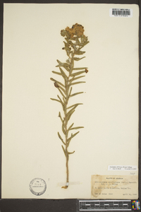 Lithospermum caroliniense image