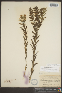 Lithospermum caroliniense image