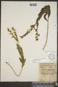 Lithospermum caroliniense image