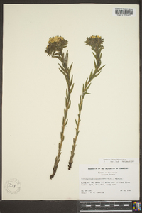 Lithospermum caroliniense image