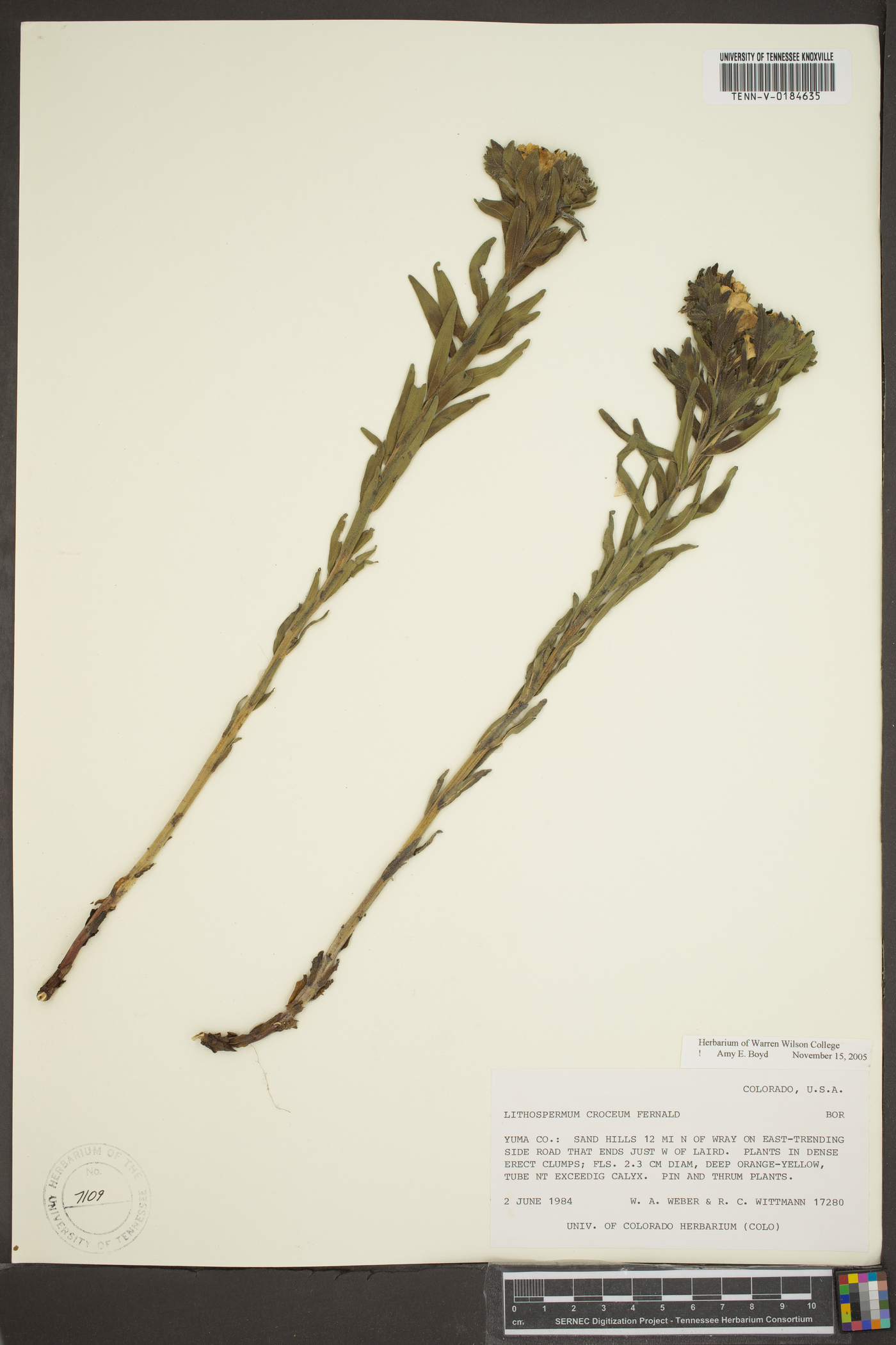 Lithospermum croceum image