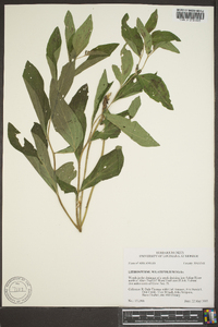 Lithospermum latifolium image