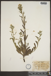 Lithospermum mirabile image