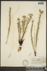 Lithospermum multiflorum image