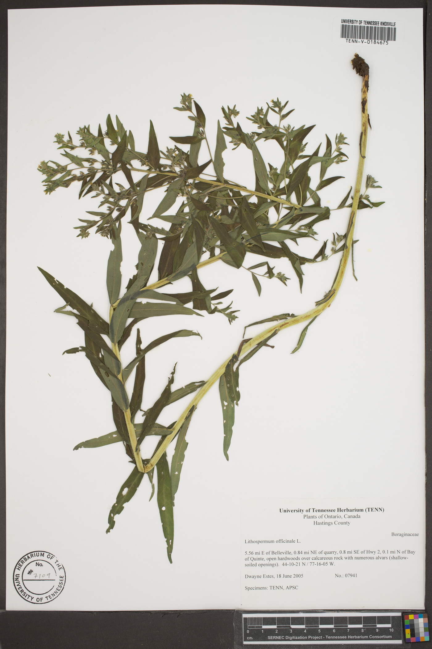 Lithospermum officinale image