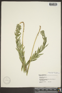 Lithospermum officinale image