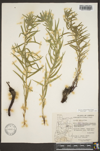 Lithospermum ruderale image