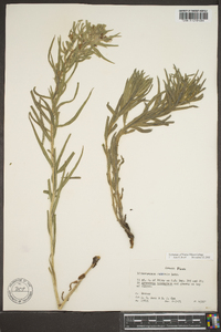 Lithospermum ruderale image