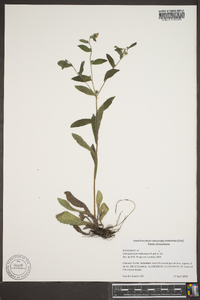 Lithospermum tuberosum image