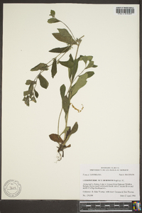 Lithospermum tuberosum image