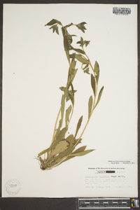 Lithospermum tuberosum image