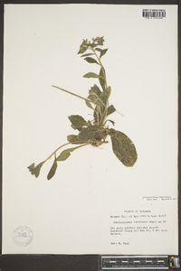 Lithospermum tuberosum image