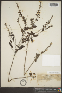 Lithospermum tuberosum image