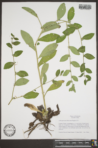 Lithospermum tuberosum image