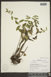 Lithospermum tuberosum image