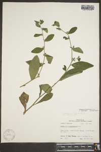 Lithospermum tuberosum image