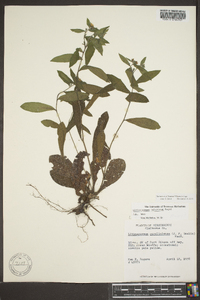 Lithospermum tuberosum image