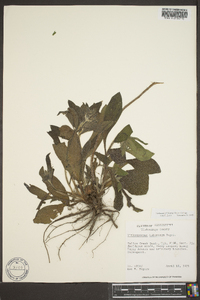 Lithospermum tuberosum image