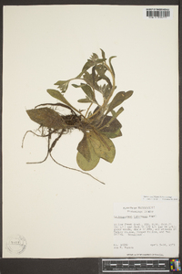 Lithospermum tuberosum image