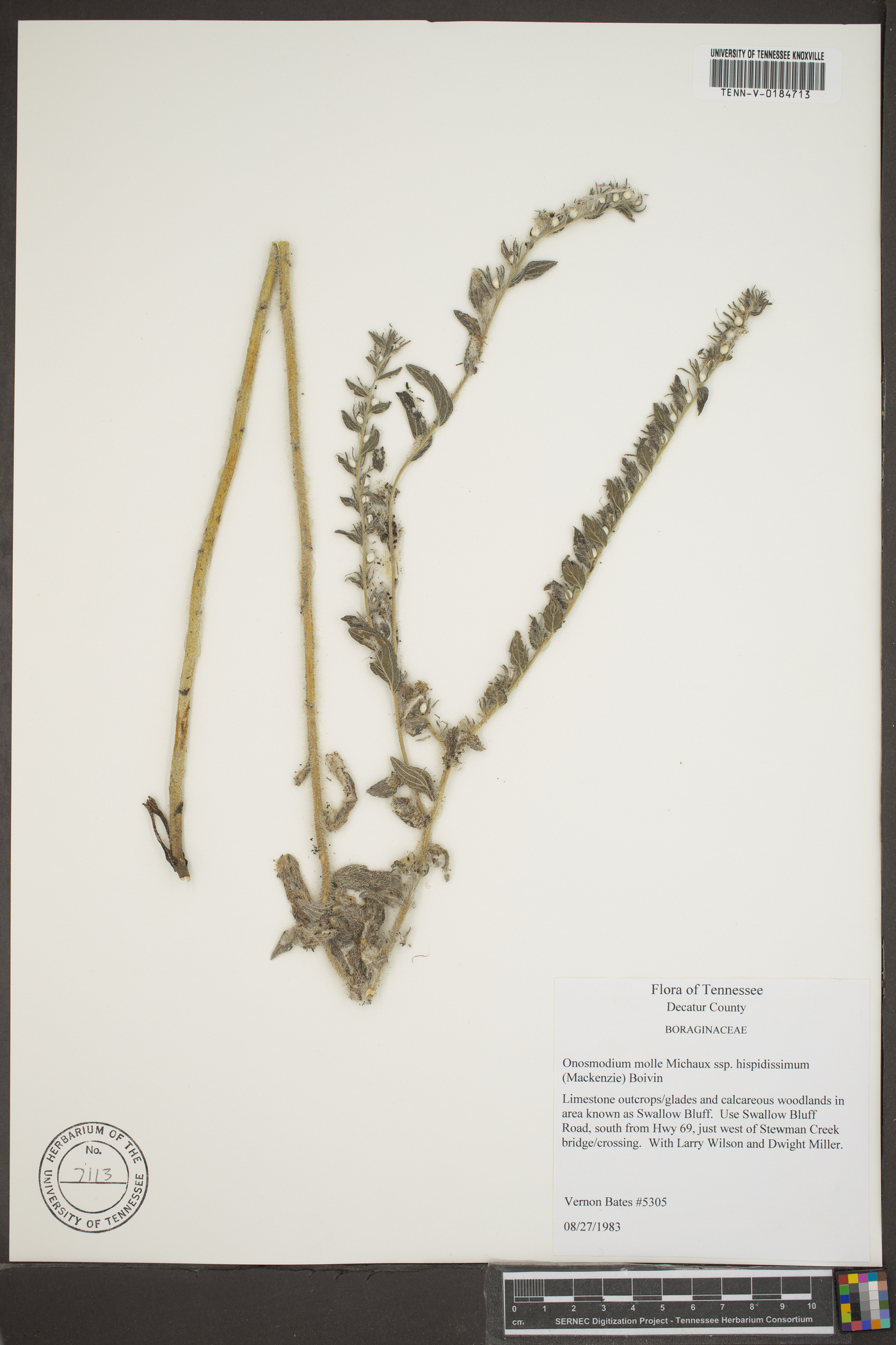 Onosmodium hispidissimum image