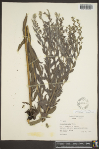 Lithospermum molle image