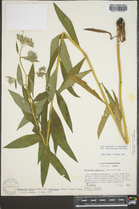 Lithospermum subsetosum image