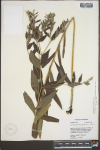 Lithospermum subsetosum image