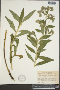 Lithospermum subsetosum image