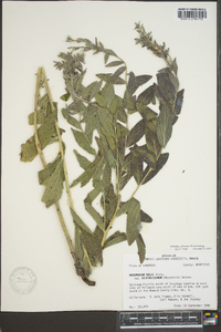 Lithospermum parviflorum image