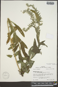 Lithospermum parviflorum image