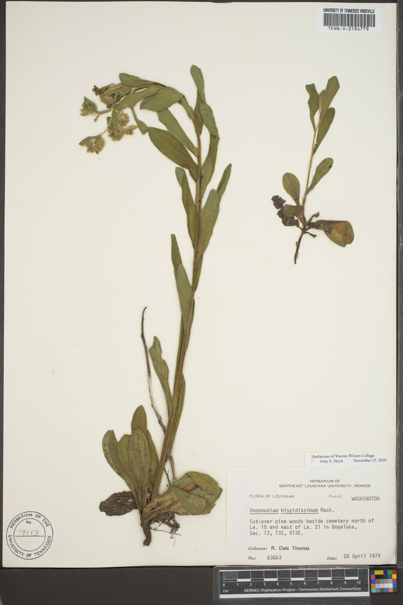 Lithospermum parviflorum image