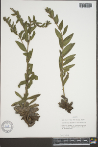 Lithospermum parviflorum image