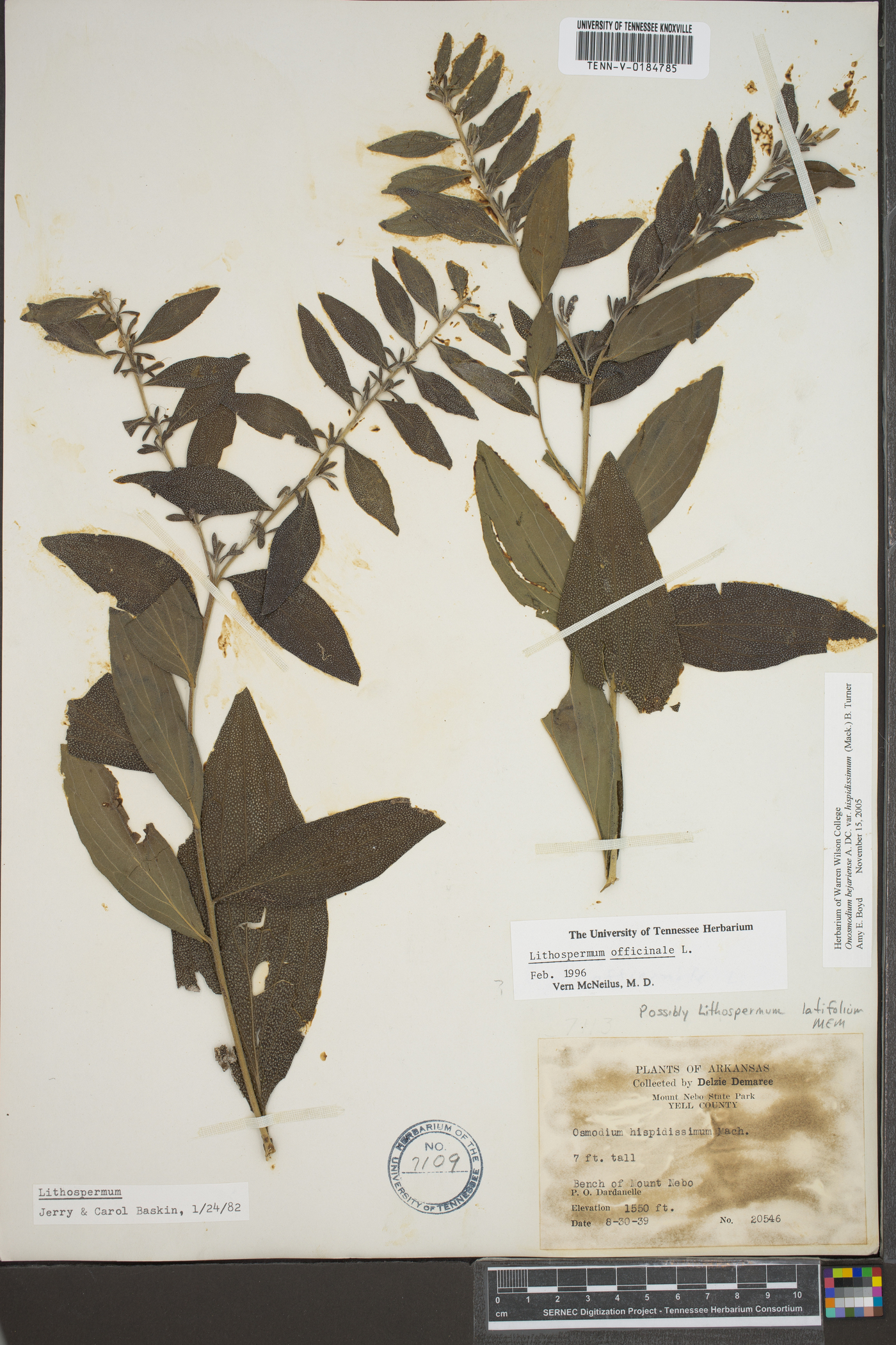 Lithospermum parviflorum image