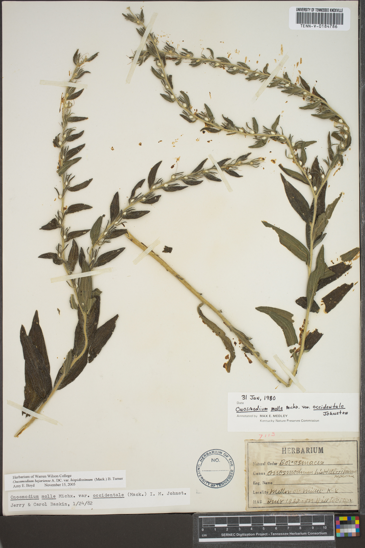 Lithospermum parviflorum image
