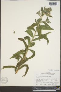 Lithospermum parviflorum image