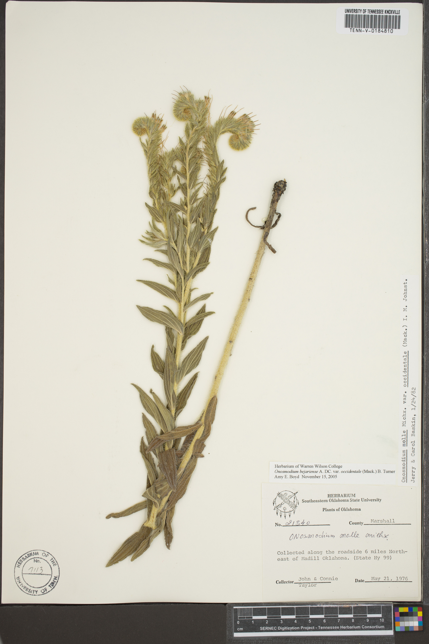 Lithospermum parviflorum image
